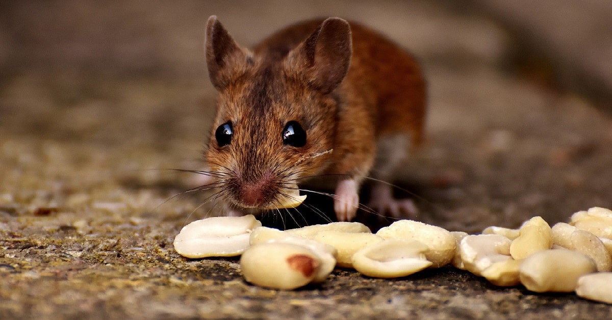 ANALÂNDIA - SP : Desratização | Veneno Matar Ratos